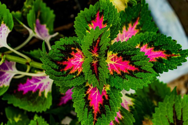 10 Tanaman Tropis Daun Unik: Warna Menakjubkan, Bikin Takjub!