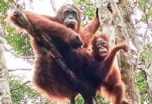 7 Ibu Hewan Superhebat: Orangutan, Buaya & Lainnya!