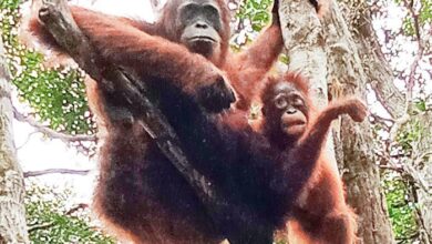 7 Ibu Hewan Superhebat: Orangutan, Buaya & Lainnya!