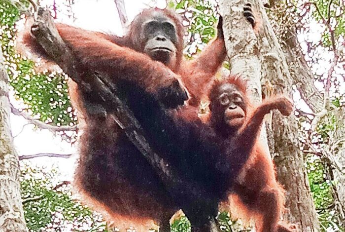 7 Ibu Hewan Superhebat: Orangutan, Buaya & Lainnya!