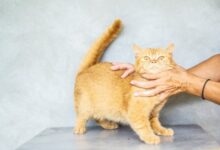 Nama Kucing Unik? 9 Ide Imut Bertema Minuman Manis