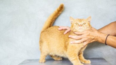 Nama Kucing Unik? 9 Ide Imut Bertema Minuman Manis