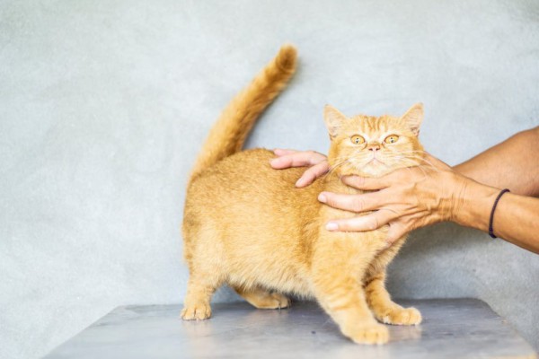 Nama Kucing Unik? 9 Ide Imut Bertema Minuman Manis