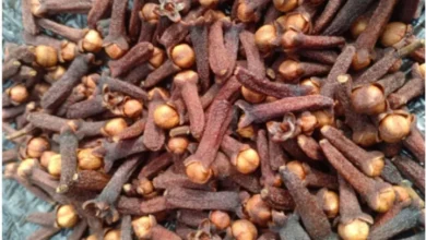 Atasi Diabetes & Kolesterol Tinggi? Ramuan Herbal dr. Zaidul Akbar