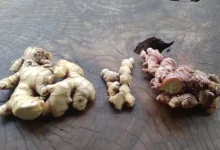 Rahasia Haid Lancar? Daun Ketumbar, Kunyit, Jahe Ajaib!