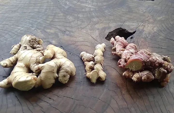 Rahasia Haid Lancar? Daun Ketumbar, Kunyit, Jahe Ajaib!