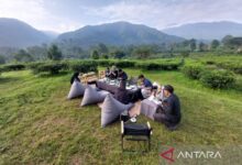 Rasakan Kehangatan Teh Plataran Puncak: Surga Perkebunan Menawan