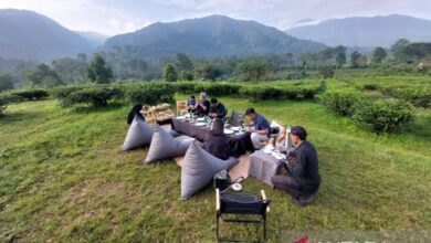 Rasakan Kehangatan Teh Plataran Puncak: Surga Perkebunan Menawan