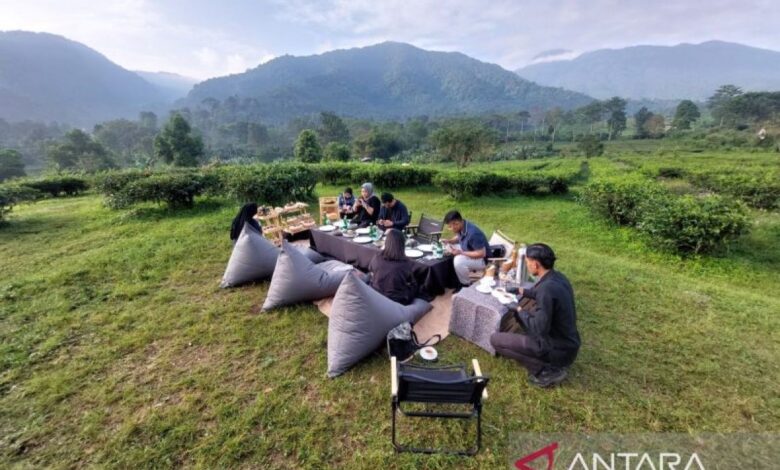 Rasakan Kehangatan Teh Plataran Puncak: Surga Perkebunan Menawan