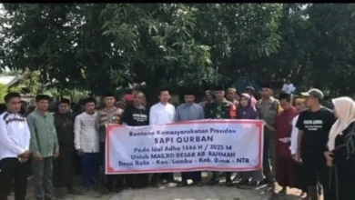 Sapi Limosin 820 Kg: Kado Idul Adha 2025 Prabowo untuk Bima